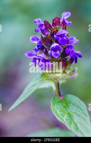 SelfHEAL Prunella vulgaris fleurs violettes croissant dans les Highlands de Écosse Banque D'Images