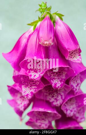 Fleurs Foxglove Digitalis purpurea communes croissant dans les Highlands de Écosse Banque D'Images