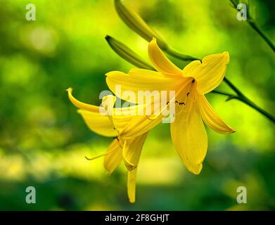 magnifique nénuphar jaune avec beau bokeh Banque D'Images