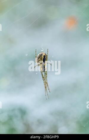 Araignée Orb-Weaver commune Metemmina Ssegmentata suspendue et attachée dans son web dans les Highlands d'Écosse Banque D'Images