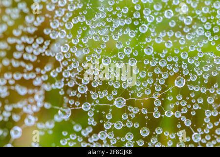 European Sheetweb Spider Linyphia triangularis webs avec des gouttelettes d'eau de brume Banque D'Images