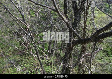 Forêt d'Aokigahara au Japon. Forêt près du Mont Fuji dans la préfecture de Yamanashi au Japon, elle est également connue sous le nom de forêt de suicide. Site naturel japonais. Banque D'Images