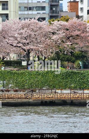 TOKYO, JAPON - 13 AVRIL 2012 : les visiteurs apprécient les cerisiers en fleurs (sakura) dans le parc Sumida, Tokyo. Hanami (observation des fleurs) est une tradition japonaise datant ba Banque D'Images