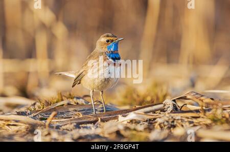 le bluethroat se dresse au niveau des plantes déchue Banque D'Images