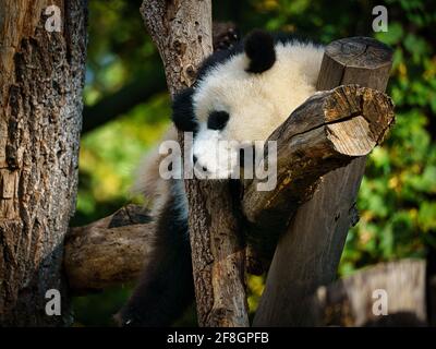 l'ours géant du panda est menacé d'extinction. L'élevage a réussi au zoo de Berlin Banque D'Images