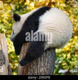 l'ours géant du panda est menacé d'extinction. L'élevage a réussi au zoo de Berlin Banque D'Images