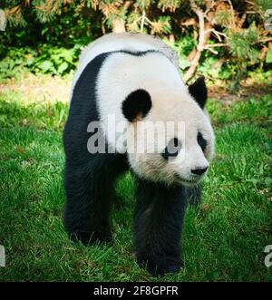 l'ours géant du panda est menacé d'extinction. L'élevage a réussi au zoo de Berlin Banque D'Images