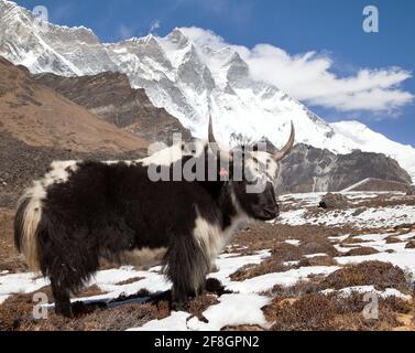 Yak sur le chemin de l'Everest camp de base et le mont Lhosse - Népal Banque D'Images