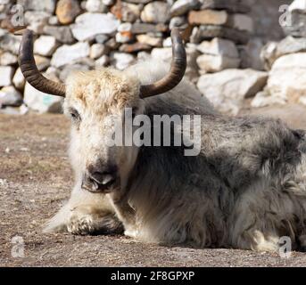 Yak blanc et gris qui est situé à l'extérieur de l'auberge dans l'himalaya népalais, région de l'Everest, Népal Banque D'Images