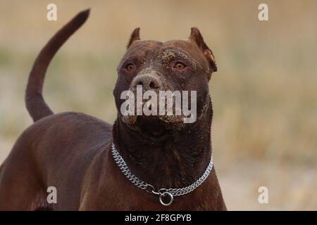 Portrait de chien, pit Bull Banque D'Images