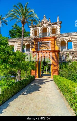 Porte Privilège dans les jardins du Real Alcazar de Sevilla in Espagne Banque D'Images