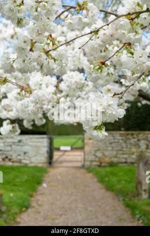 Prunus shirotae. Cerisier en fleur dans le cimetière de St Faith dans le village cotswold d’Overbury au printemps. Cotswolds, Worcestershire, Angleterre Banque D'Images