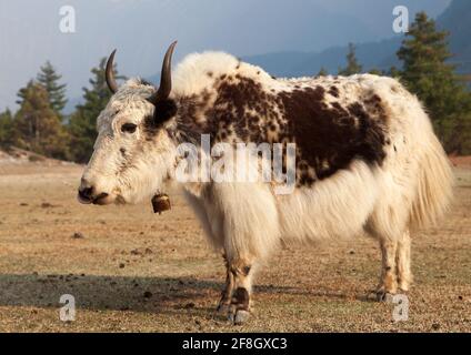 Yak blanc et brun sur la prairie Banque D'Images