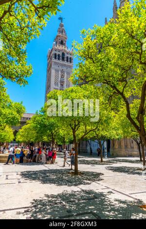 Le clocher de la Giralda vue depuis le patio de los naranjos à la cathédrale de Séville, en Espagne Banque D'Images