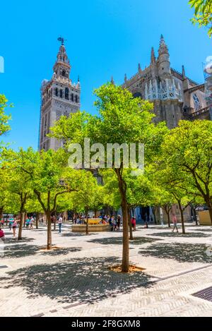 Le clocher de la Giralda vue depuis le patio de los naranjos à la cathédrale de Séville, en Espagne Banque D'Images