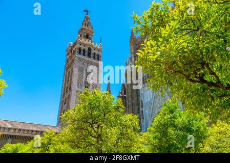 Le clocher de la Giralda vue depuis le patio de los naranjos à la cathédrale de Séville, en Espagne Banque D'Images