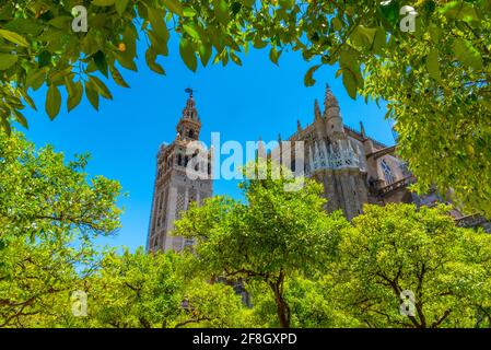 Le clocher de la Giralda vue depuis le patio de los naranjos à la cathédrale de Séville, en Espagne Banque D'Images