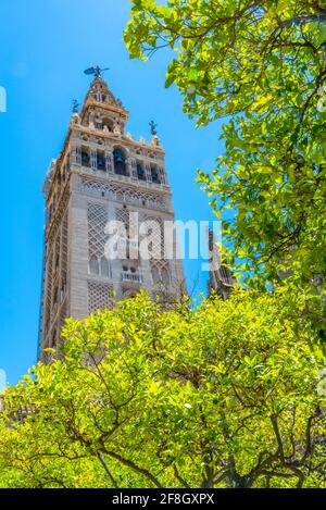 Le clocher de la Giralda vue depuis le patio de los naranjos à la cathédrale de Séville, en Espagne Banque D'Images