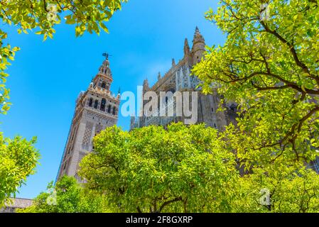 Le clocher de la Giralda vue depuis le patio de los naranjos à la cathédrale de Séville, en Espagne Banque D'Images