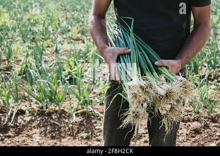 Fermier debout dans un champ contenant des oignons de printemps fraîchement cueillis. Banque D'Images