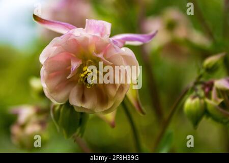 columbine européenne à fleurs roses (Aquilegia vulgaris) avec fleur ouverte, gros plan et foyer sélectif. Banque D'Images