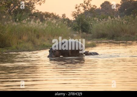 Un hippopotame et un veau, Hippopotamus amphibius, marchent à travers une rivière au coucher du soleil. Banque D'Images