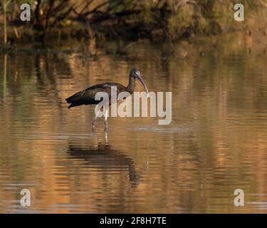 Un ibis brillant (Plegadis falcinellus), qui se frayait dans les eaux peu profondes de la mangrove du sanctuaire de la vie sauvage de Ras Al Khor à Dubaï, Émirats arabes Unis Banque D'Images