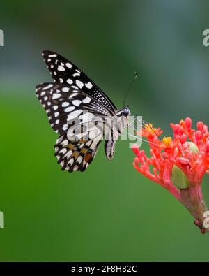 Un joli papillon de lime (Papilio demolus), se nourrissant sur le nectar de quelques fleurs rouges dans le jardin de Mangalore à Karnataka, Inde. Banque D'Images