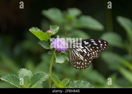 Un magnifique tigre bleu (Tirumala limniace), se nourrissant sur le nectar d'une fleur de rosier brésilienne dans le jardin à Mangalore à Karnataka, Inde. Banque D'Images