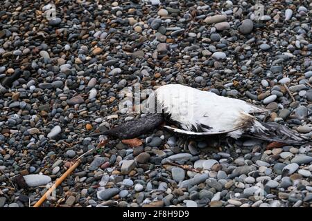 Corps de canard blanc plongée sur la côte de la mer. Mouettes mortes sur la plage. Le problème de la pollution de l'environnement à l'échelle mondiale. Les oiseaux de mer mangent les déchets de plastique et Banque D'Images