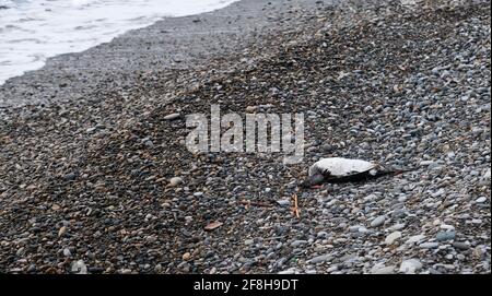 Corps de canard blanc plongée sur la côte de la mer. Mouettes mortes sur la plage. Le problème de la pollution de l'environnement à l'échelle mondiale. Les oiseaux de mer mangent les déchets de plastique et Banque D'Images