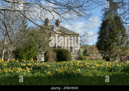 Harmony House Gardens à Melrose avec des jonquilles et un frillaire à tête de serpent en pleine floraison le jour ensoleillé du printemps. Banque D'Images