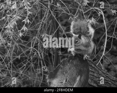 Un écureuil gris équilibré sur le dessus d'une souche d'arbre tombé, devant un enchevêtrement de forsythia. L'écureuil est prêt pour l'action, l'intention et la concentration. Banque D'Images