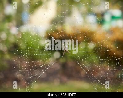 Une araignée de jardin au milieu de son web emblématique. La toile scintille avec des gouttelettes d'eau, ajoutant de la définition, devant un arrière-plan fortement défoqué. Banque D'Images