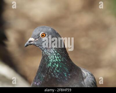 L’un des nombreux pigeons féroces de Londres, posant apparemment pour un portrait dans un jardin domestique. Le soleil brillant fait ressortir l'iridescente des plumes. Banque D'Images