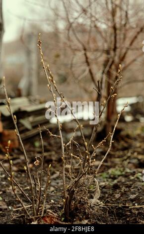 Début du printemps, rythme visuel des branches avec bourgeons gonflés gros plan. Fond naturel dans les tons beige marron avec flou arrière Banque D'Images