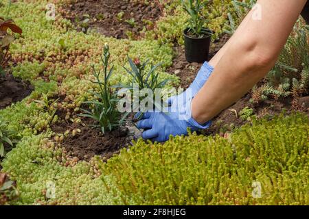 Le jardinier en gants de nitrile plante des fleurs de clou de girofle sur un lit de jardin. Organisation du lit de fleurs. Banque D'Images