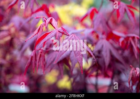 Collection botanique, jeunes feuilles rouges de shaina Acer rouge japon gros plan Banque D'Images