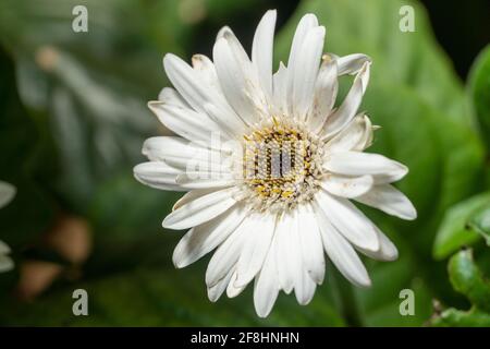 Une Marguerite commune (Bellis perennis) proche au soleil. Également appelé pâquerette de pelouse ou pâquerette anglaise ou contusion. Banque D'Images