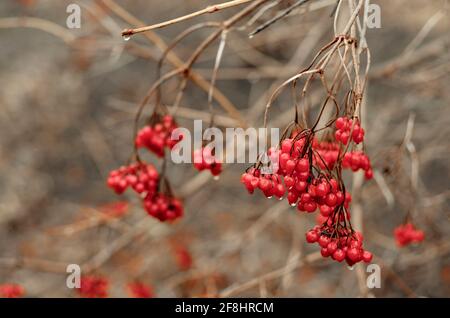 Fruits rouges sous la neige, la neige, l'arrière-plan, le sorbier, l'aubépine Banque D'Images