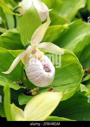 Des fleurs d'orchidée (Cypripedium reginae) aux mules de la dame douées dans le jardin Banque D'Images