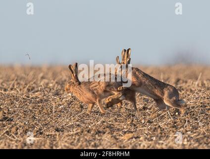 Une femelle Brown Hare étant poursuivie par deux mâles à travers un champ de chaume dans une tentative de s'accoupler avec elle . Suffolk , Royaume-Uni Banque D'Images