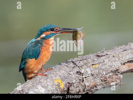 Femme Kingfisher perchée avec un poisson. Pour dîner. Suffolk, Royaume-Uni