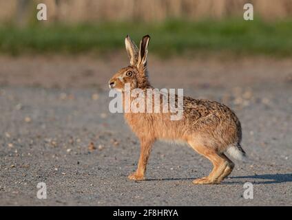 Un départ permanent . Juste en traversant la route , un grand lièvre brun fort (Lepus europaeus) prêt à courir . Suffolk , Royaume-Uni Banque D'Images