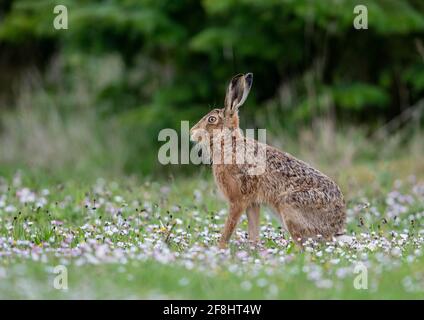 Un lièvre brun de couleur frappante, (Lepus europaeus) , alerte et assis debout, dans un champ de pâquerettes. Suffolk, Royaume-Uni Banque D'Images