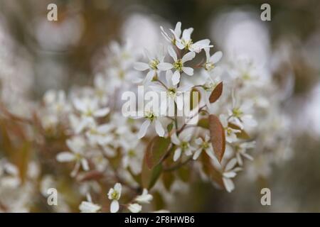 Gros plan de fleurs odorantes blanches en forme d'étoile d'Amelanchier canadensis/Canadian Serviceberry Banque D'Images