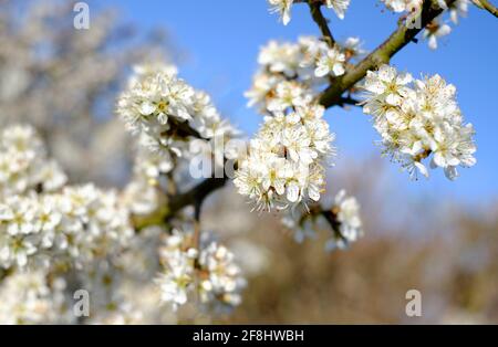 fleur blanche sur le bush de l'aubépine, norfolk, angleterre Banque D'Images