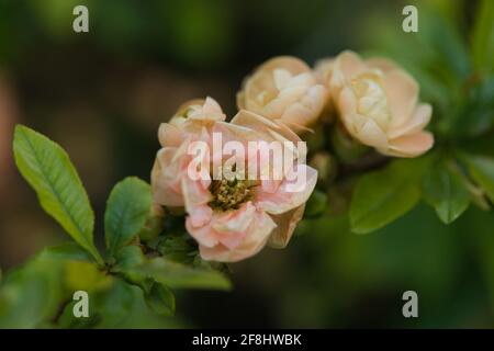 Vue rapprochée d'une fleur de fleurs colorées de peachy-abricot, coing japonais / Chaenomeles speciosa, Geisha Girl Banque D'Images