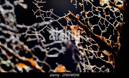 Brunswick, Allemagne. 27 mars 2021. Le réseau vasculaire en filigrane d'une feuille pourrie brille dans le contre-jour du soleil du matin. Credit: Stefan Jaitner/dpa/Alay Live News Banque D'Images