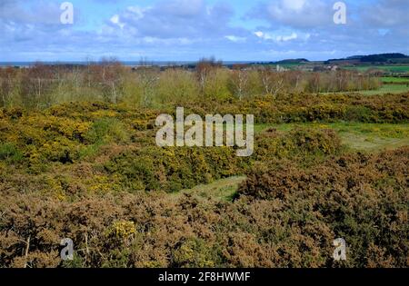 réserve naturelle de wiveton downs, nord de norfolk, angleterre Banque D'Images